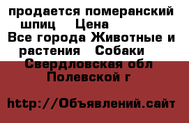 продается померанский шпиц  › Цена ­ 35 000 - Все города Животные и растения » Собаки   . Свердловская обл.,Полевской г.